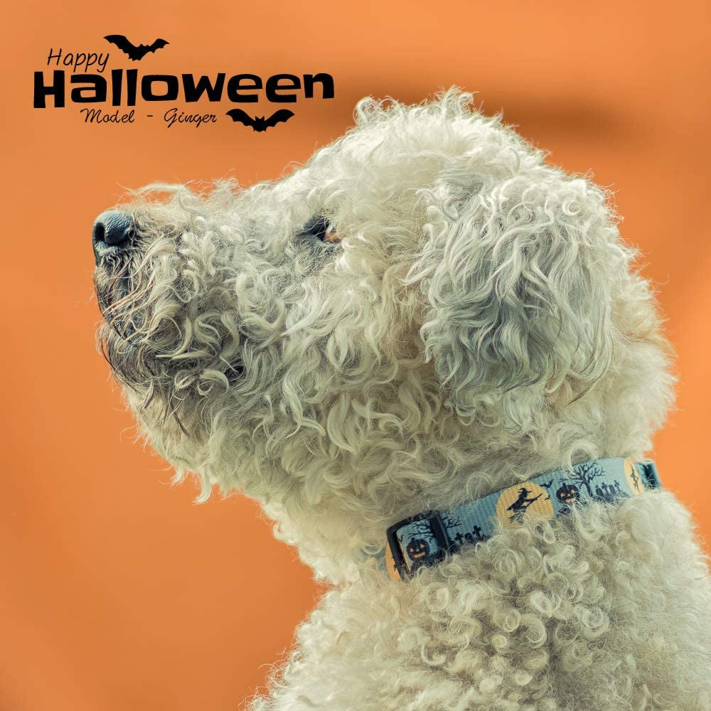 Halloween Dog Collar (The Witch, Large)