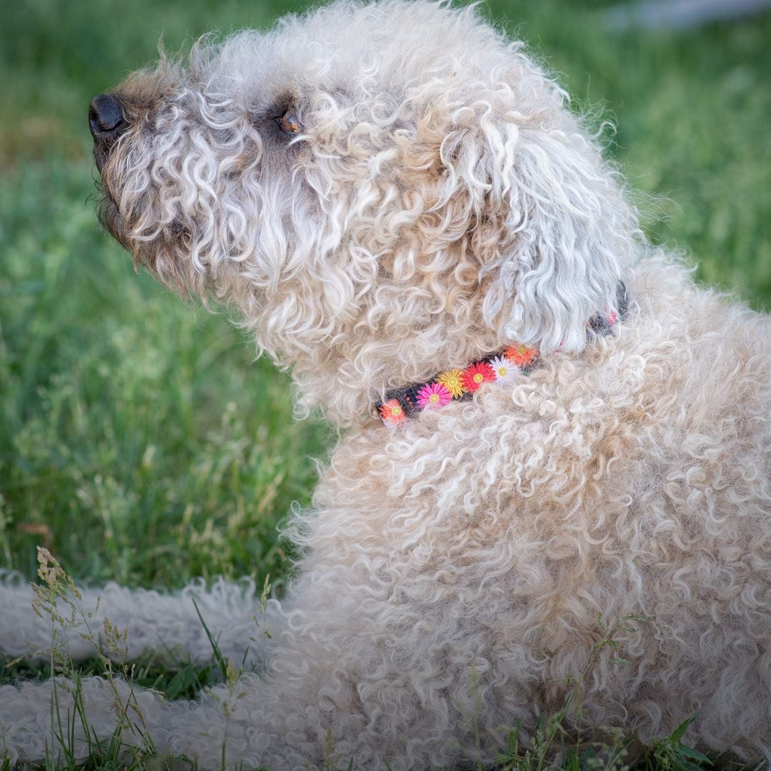Floral Flower Dog Collar (Large, Daisy)