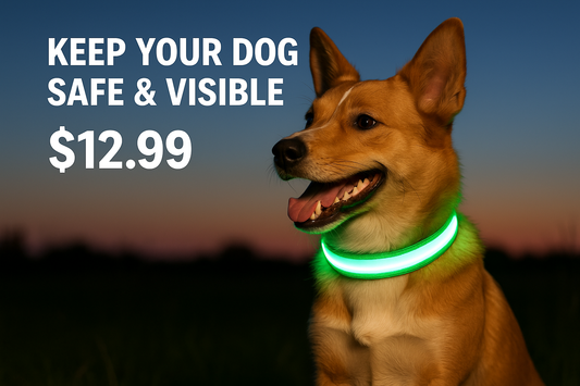 LED Dog Collar Safety Marketing Image